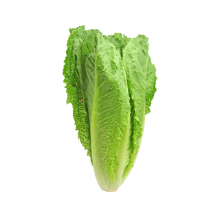 Sed pretium quam lacinia placerat